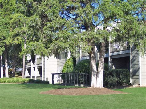 pinetree apartments charlotte nc apartment finder