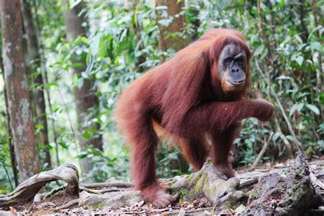 utans im dschungel von sumatra abenteuer vanlife