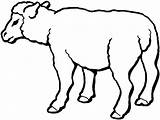 Sheep Coloring Mewarnai Ovejas Kolorowanki Hewan Domba Pecore Lamb Druku Colorare Owce Disegni Lucu Animasi Kurban Qurban Presepe Kartun Kolorowanka sketch template