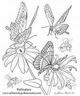 Coloring Pollination Butterfly Pages Butterflies Oh Designlooter Pollinator 69kb 300px sketch template