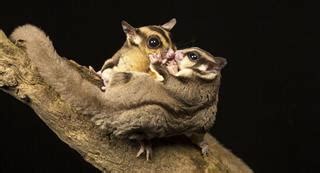 wonderfully enthralling facts   lovely sugar gliders