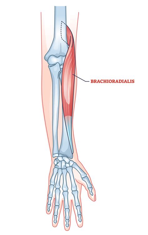 brachioradialis curl exercises  pictures inspire