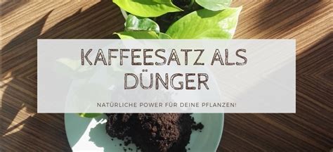 kaffeesatz als dünger natürliche power für deine pflanzen nordischgruen