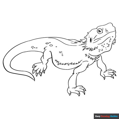 bearded dragon lizard coloring page easy drawing guides