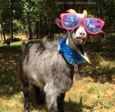 Goats In Sunglasses Tumblr