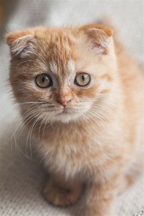 175 best images about scottish folds on pinterest cats pumpkins and scottish fold