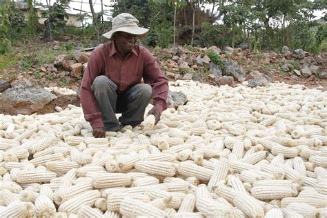 Small Holder Farmers Contribute 80 Of Maize Production
