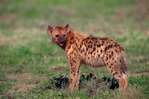hyena african mammal social behavior adaptations britannica