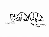 Ant Hormiga Labeling Carpenter Hormigas Coloringme Bestcoloringpagesforkids sketch template