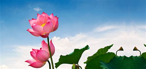 laguna lăng cô lotus flowers