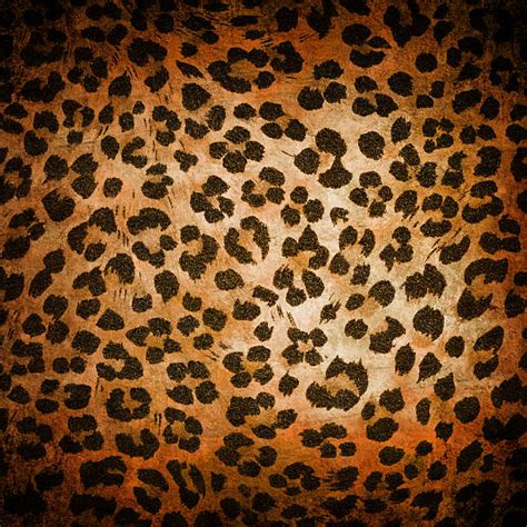 royalty  cheetah print pictures images  stock  istock