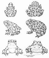 Toad Frog Coloring Pages Toads Lobel Arnold Emg Frogs Zine sketch template