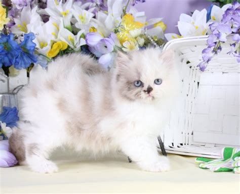 himalayan kittenssuperior quality persian himalayan kittens  sale
