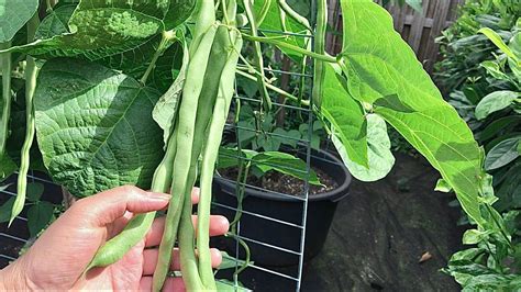 green bean plant   grow beans growing beans  containers
