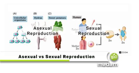 Difference Between Sexual And Asexual Reproduction Biomadam