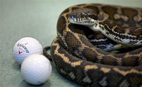 Python Swallows Golf Balls Daily Telegraph