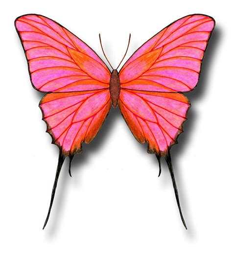butterfly drawing ideas harunmudak
