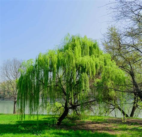 common places  willow trees grow tree journey