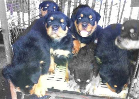 Quality Rottweiler Puppies For Sale For Sale Adoption From Negros