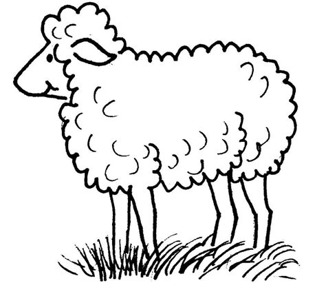 sheep colouring  pictures