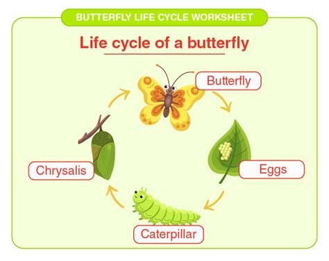 life cycle  butterfly model