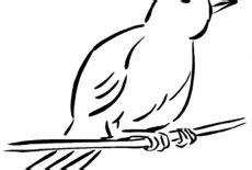 canary bird coloring pages  place  color