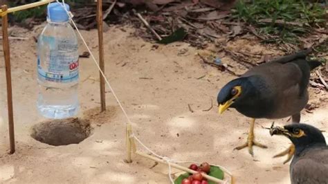 cách làm bẫy chim sáo bằng chai nước Đơn giản và hiệu quả bẫy chim tv