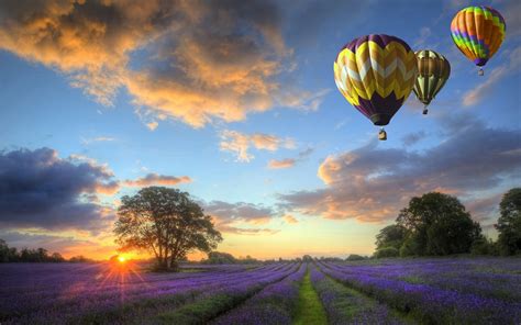 luchtballonnen boven een veld mooie leuke achtergronden voor je