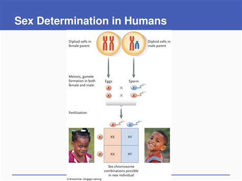 Ppt Genes Chromosomes And Human Genetics Powerpoint Presentation