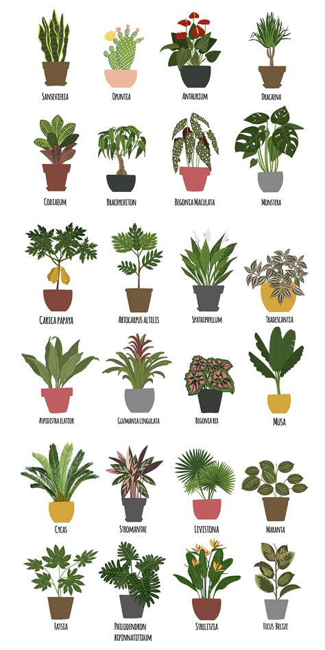 indoor plants pictures  names houseplants types smelling