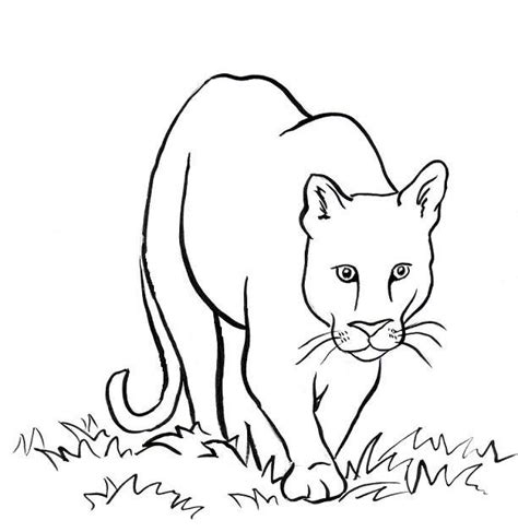 mountain lion coloring page art starts
