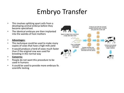 embryo transfer powerpoint    id