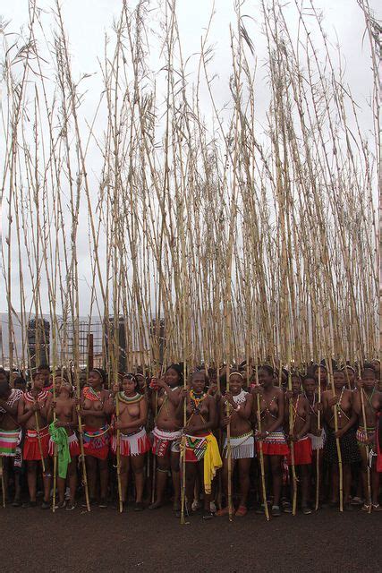 South Africa Zulu Reed Dance Ceremony By Retlaw Snellac