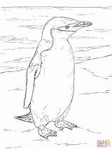 Realista Animali Pinguino Penguin Sagome Realistico Realistici Chinstrap sketch template