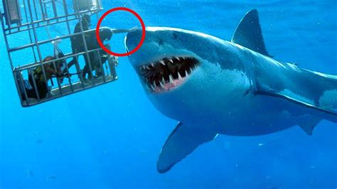 whats  biggest shark   world shark attack