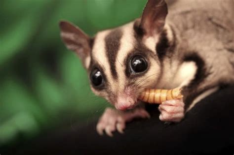 list  foods  sugar gliders  eat  pictures ehow