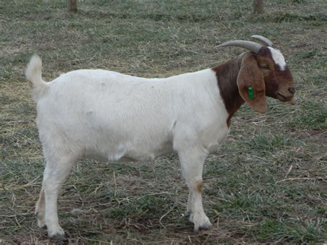animals  sale  kentucky  cane run creek boer goats