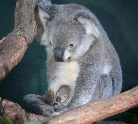 baby koala koala baby koala koala bear
