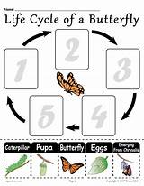 Kindergarten Cycles Kinder Kids Grade Arbeitsblätter Caterpillar Supplyme Wissenschaft Insekten Unterrichten Wissenschaftliche Lebenszyklus Spring Sequencing sketch template