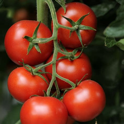 tomates grappes en livraison sur lorient votrepotager
