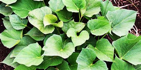 sweet potato leaves rich source of essential vitamins diet and nutrition