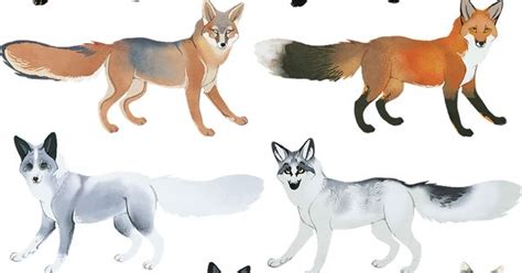 fox colors   coyotemange character design references https