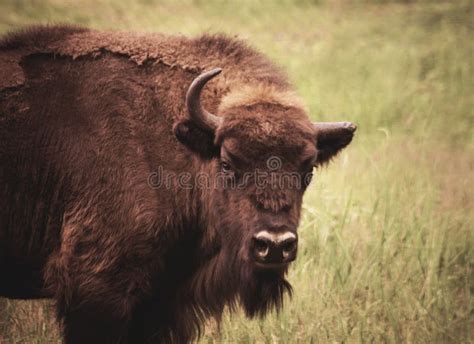 bison   horn stock image image  horn brown