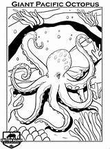 Coloring Octopus Invertebrate sketch template