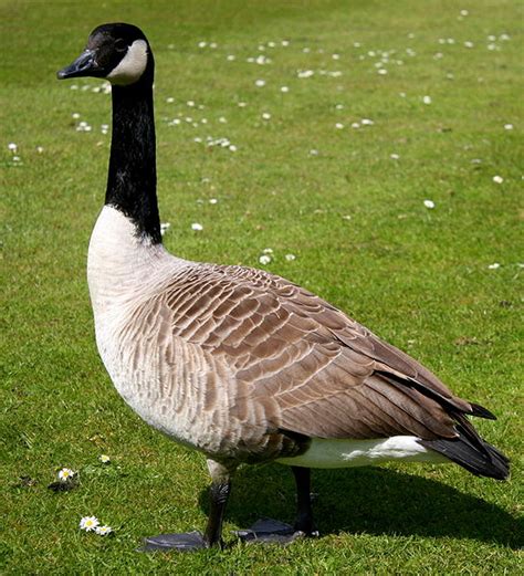 Canada Geese Love To Go Where Humans Go