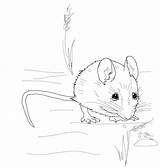 Mice Souris Colorare Harvest Coloriages Topo Colouring Drawings Mammifère Printable Disegnare sketch template