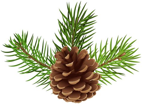 clip art pine cones   cliparts  images