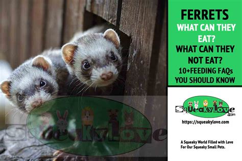 ferrets eat  faqs     eat    avoid