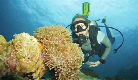 The Complete Guide To Diving In Koh Tao Thailand In 2022