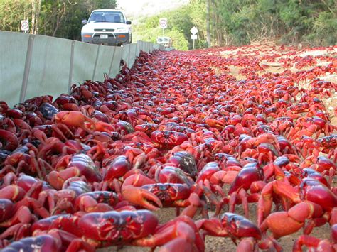 march   christmas island red crab